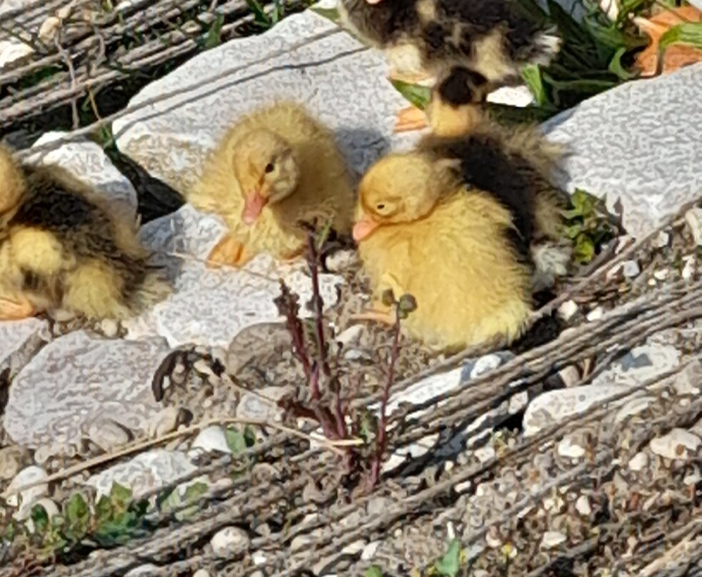 Cimitero dei Burci-Casier必去景点