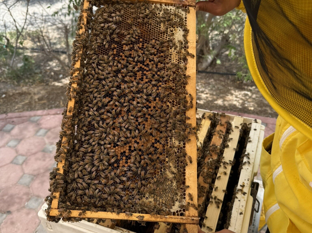 Hatta honey Bee Garden-赫达必去景点