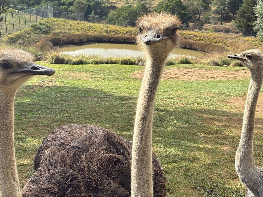 国家动物园及水族馆-堪培拉必去景点