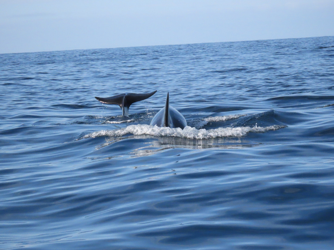 Whale2sea Whalesafari Andenes-Andenes必去景点
