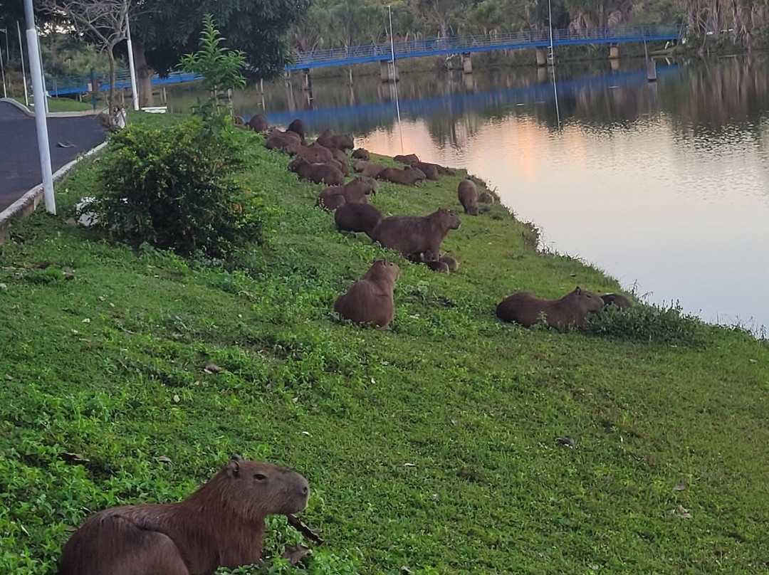 Parque Lago Municipal Recanto das Araras景点图片