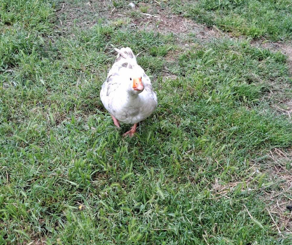 Mad Donkey Mallorca-Pollenca必去景点