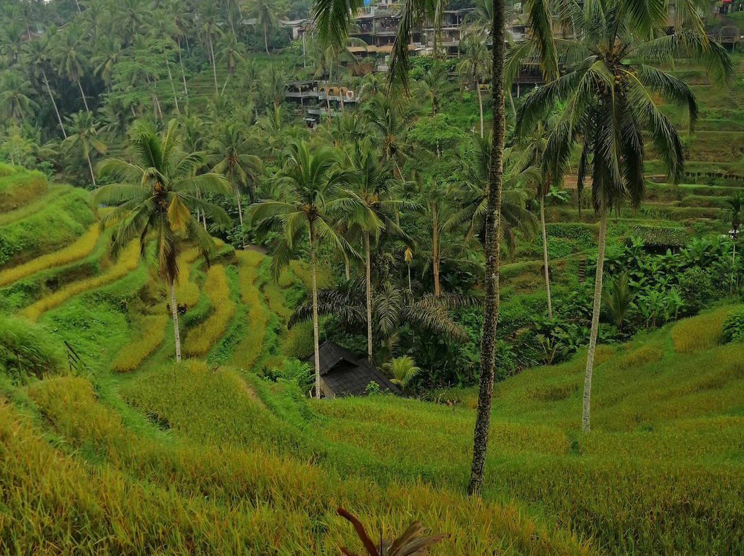 Bli Gojink Bali Professional Bali Driver景点图片