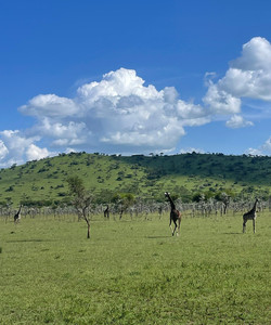 Serengeti National Park景点门票图片