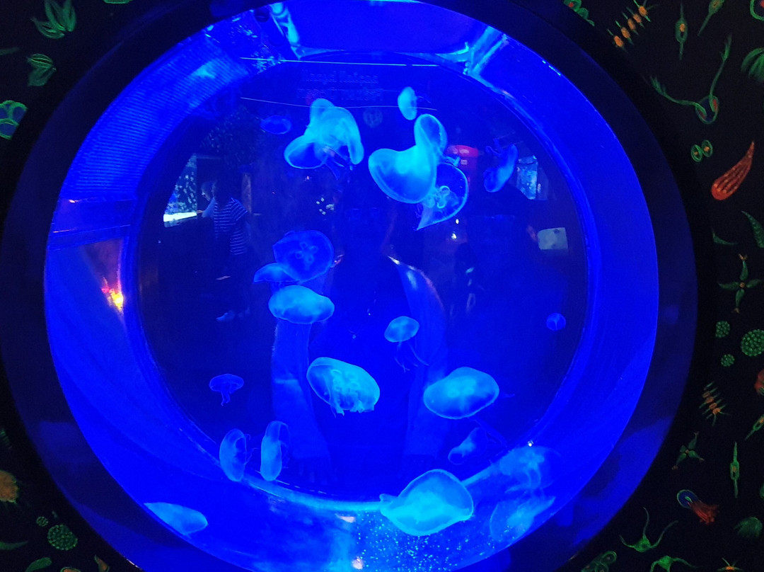 The National Aquarium Abu Dhabi景点图片