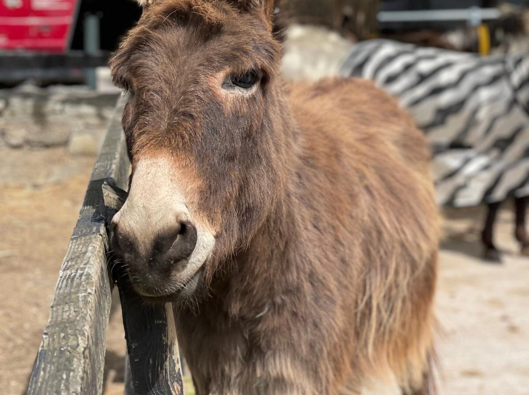 The Donkey Sanctuary-Mallow必去景点