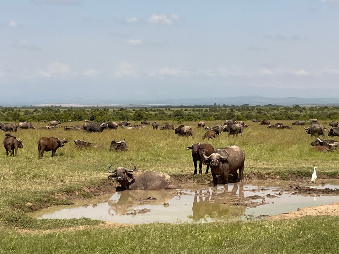 Sailepu Safari Adventures-南由基必去景点