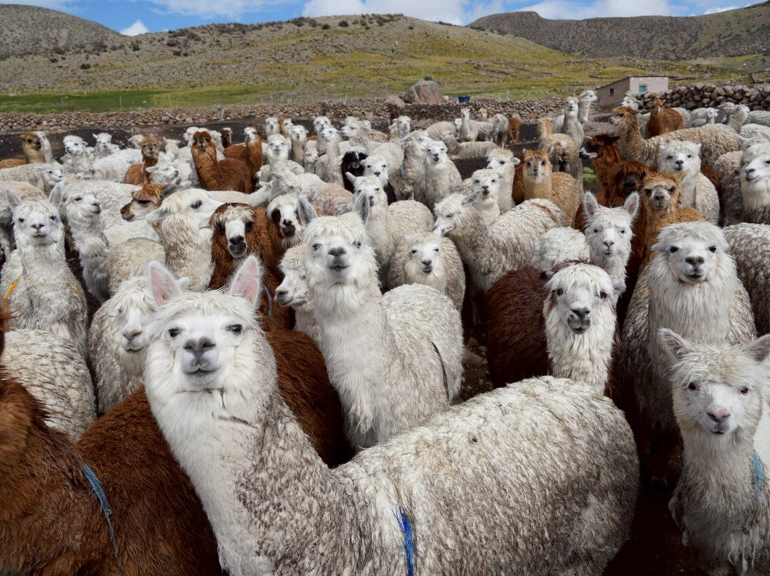 Ayni Spanish Institute-拉巴斯必去景点