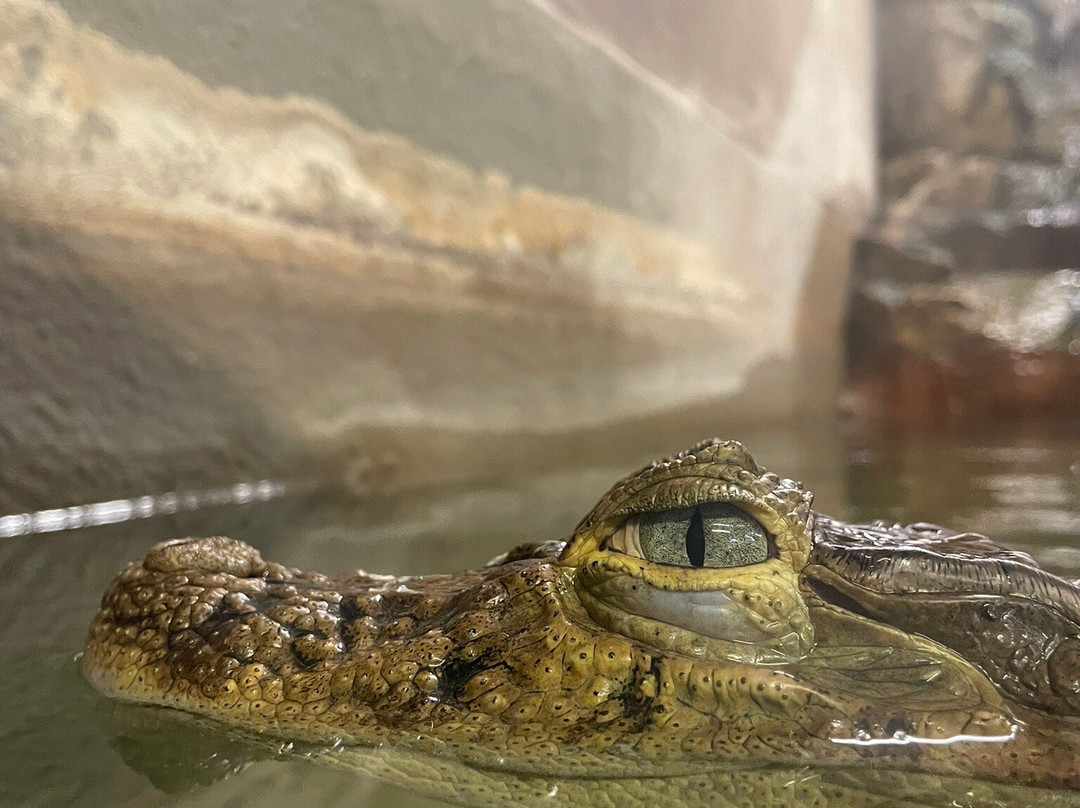 Crocodiles of the World景点图片