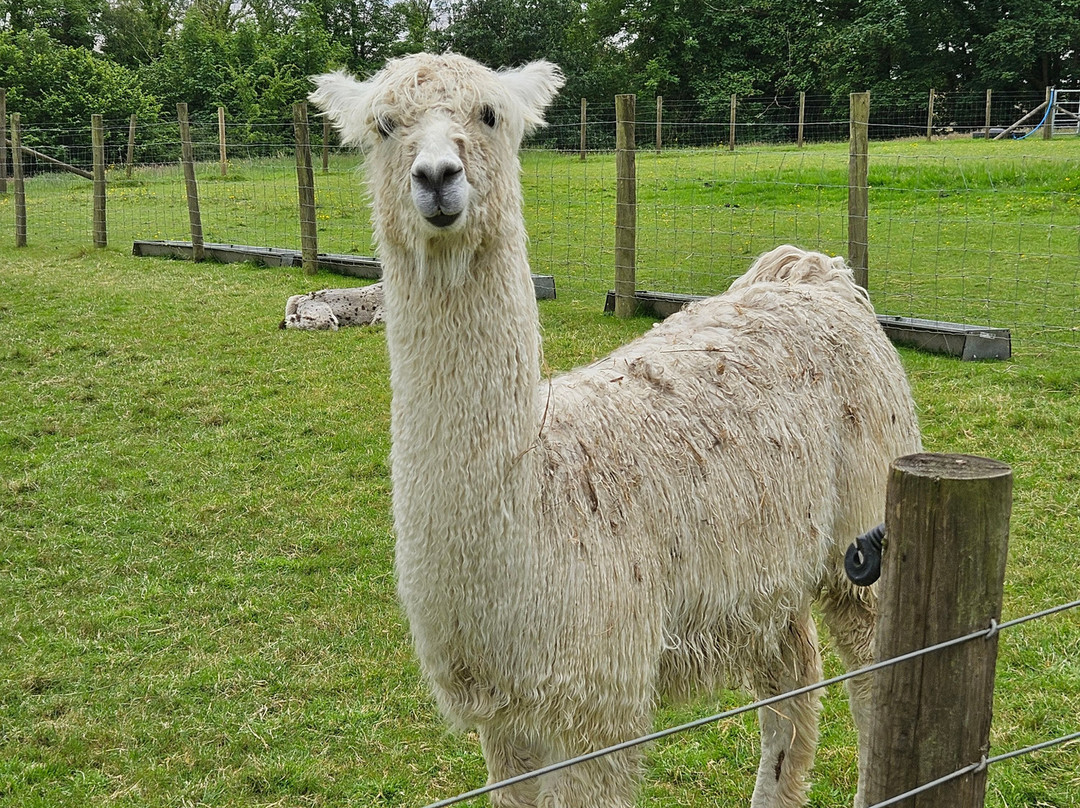 Bardsea Alpacas And Llamas景点图片