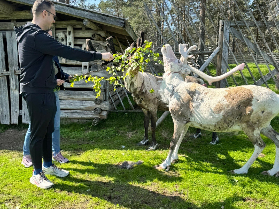 Jaakkola Reindeer Farm-Luosto必去景点