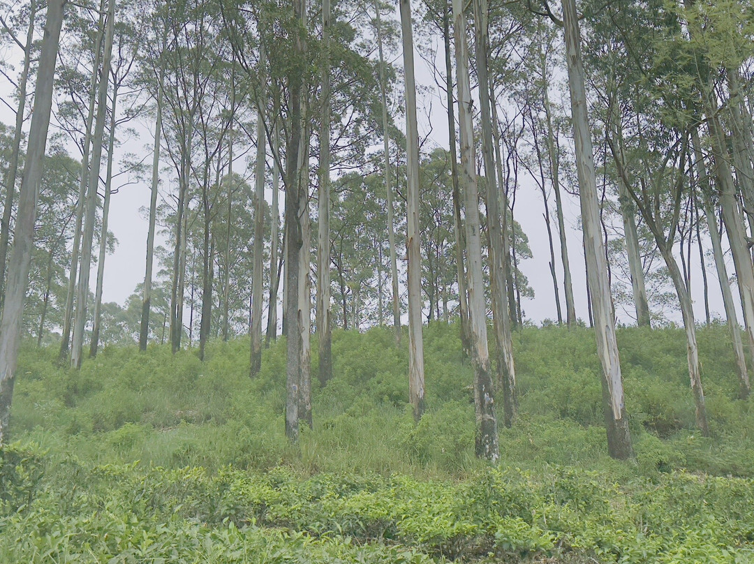 Ravi Taxi And Tours-丹布拉必去景点