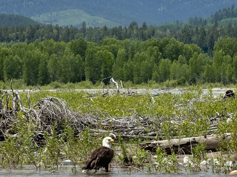 Fish The Fly Guide Service & Travel-杰克逊必去景点