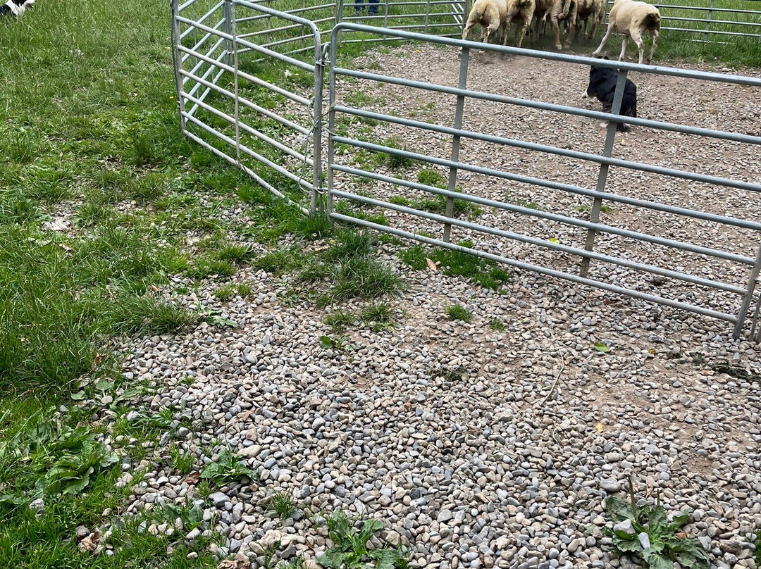 Irish Working Sheepdogs-基尔代尔郡必去景点