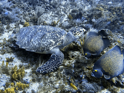 Barefoot Dive Center-考祖梅必去景点
