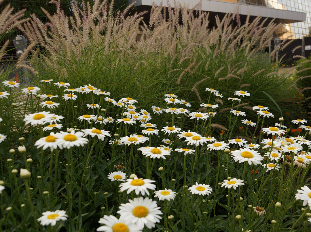 Mississippi Museum of Art-杰克逊必去景点