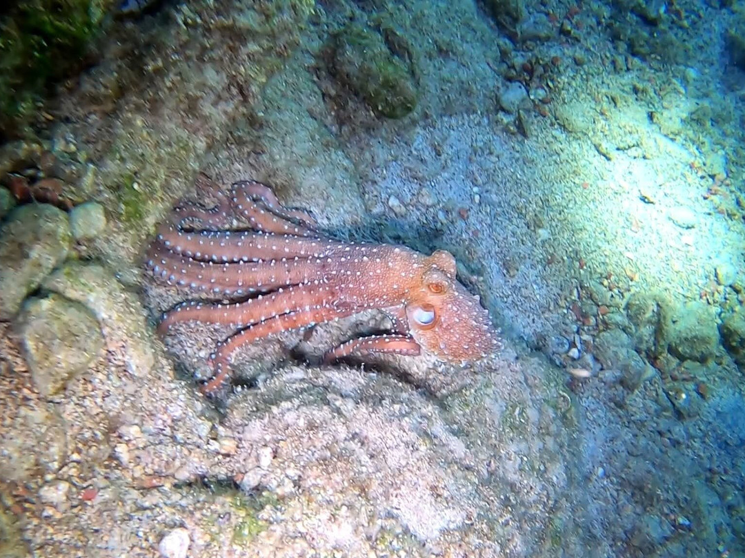 Diving Centre Blue Dolphin-Elounda必去景点