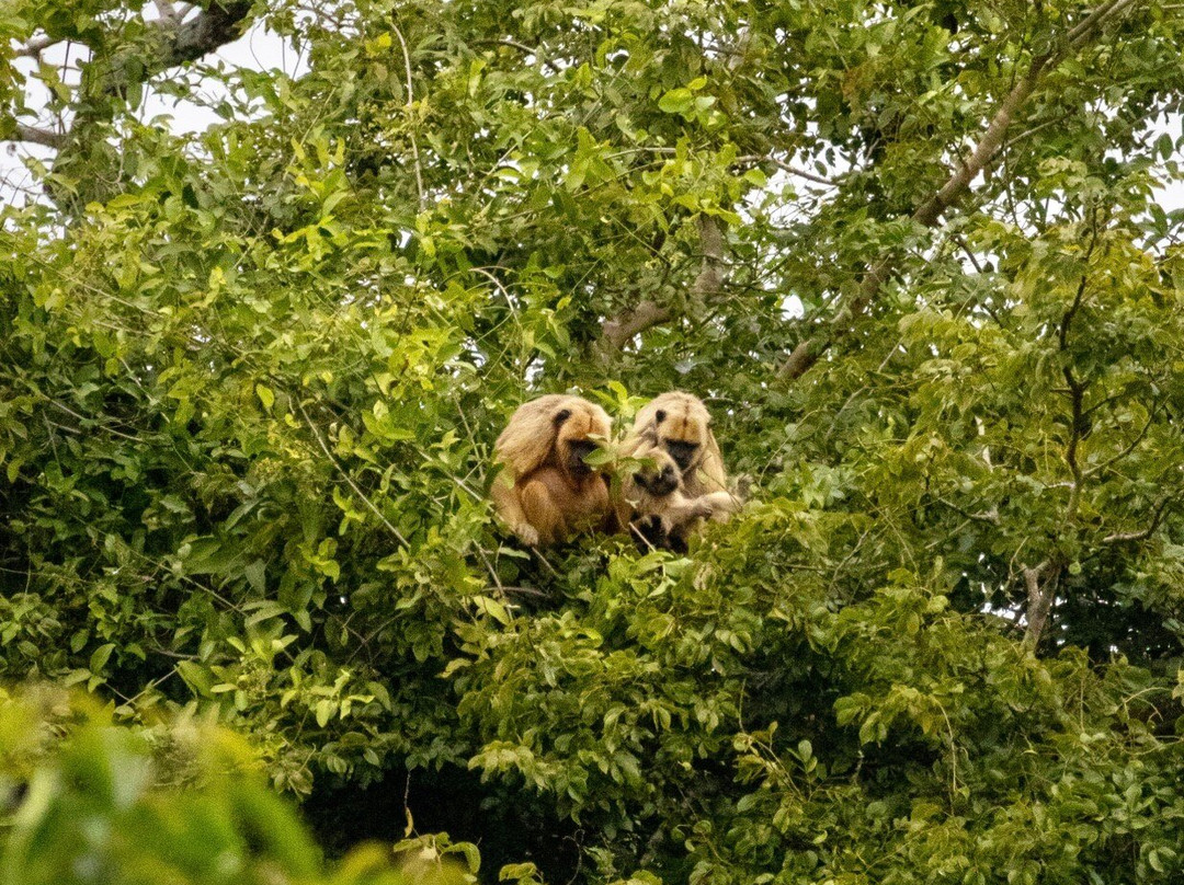 Indigena Tours-Rurrenabaque必去景点