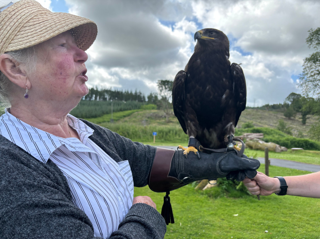 Carmarthenshire Falconry-喀麦登必去景点