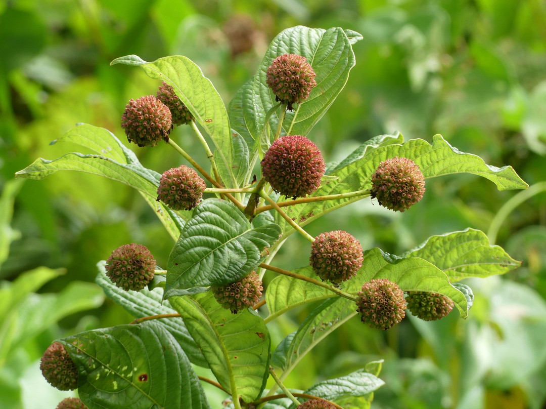 St. John's River Eco Tours, LLC-DeBary必去景点