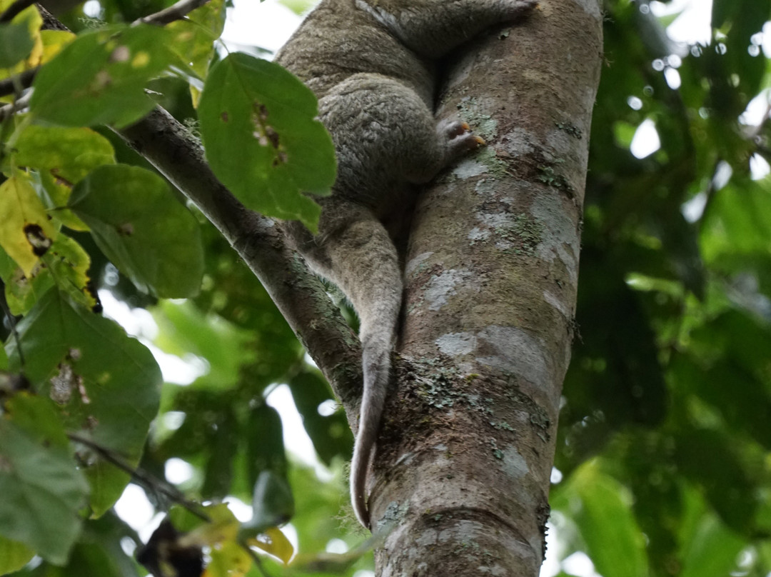 Eyes on Wildlife- 阿瑟顿必去景点