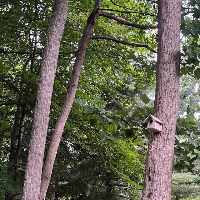 Cottonwood Inn主图