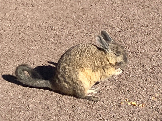 Expediciones Monte Blanco-乌尤尼必去景点