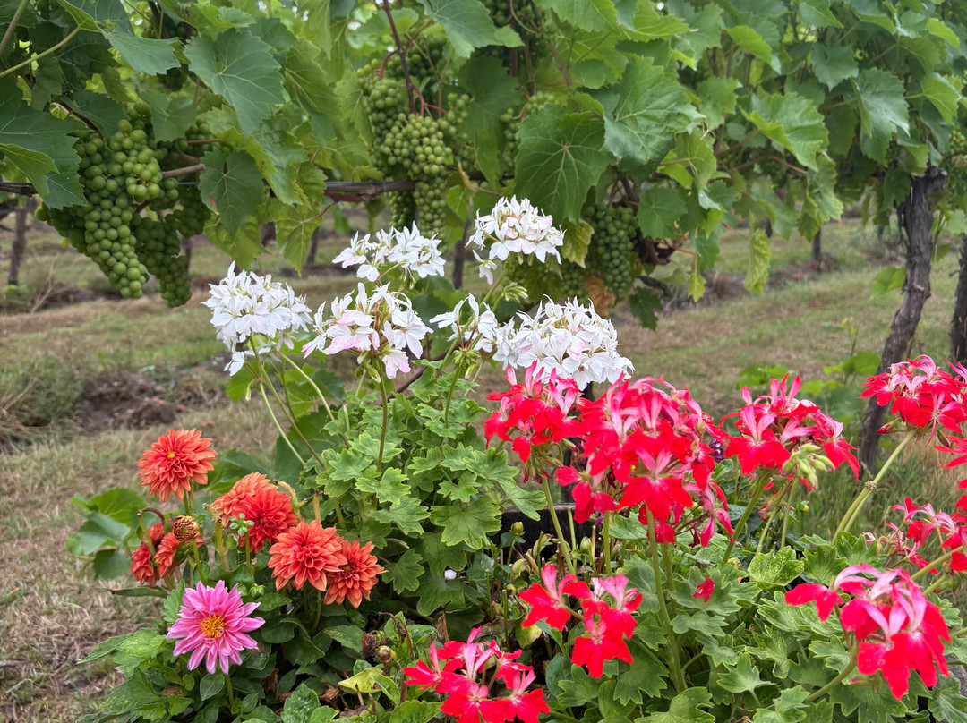 Winbirri Vineyards-诺威奇必去景点