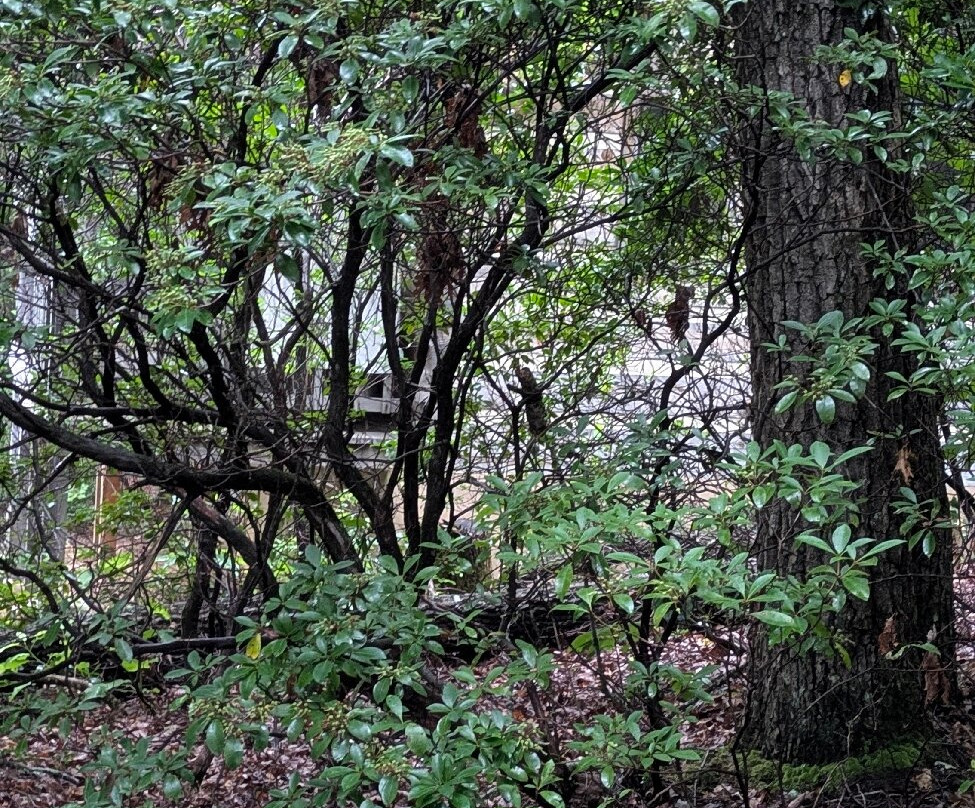 Fiddler's Roost Bed & Breakfast Cabins主图