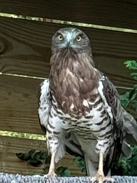 North Florida Wildlife Center-Lamont必去景点