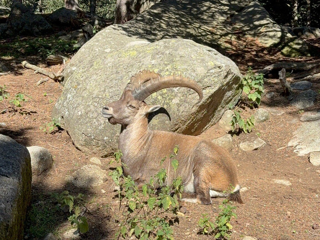 Parc animalier des Angles-Les Angles必去景点