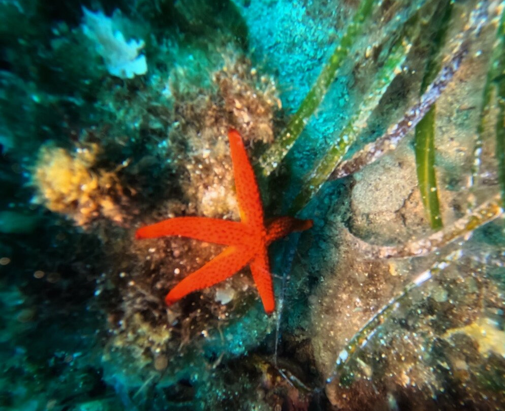 Dikelas dive center-Karystos必去景点