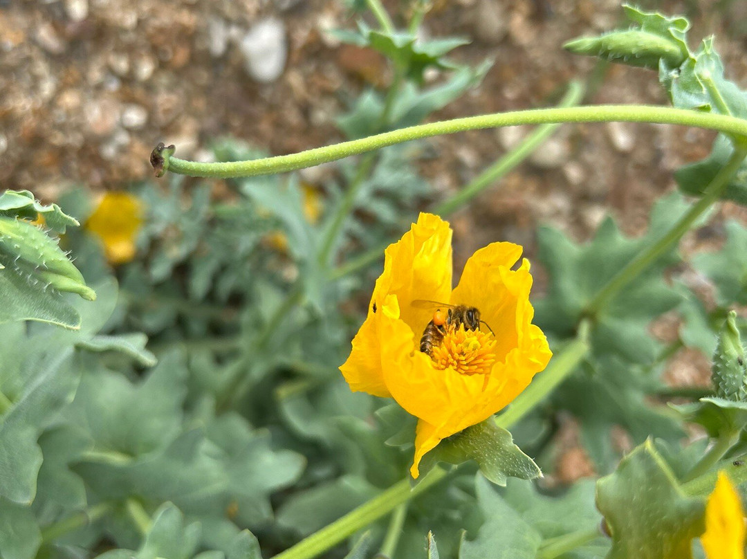 RSPB Dungeness-Dungeness必去景点