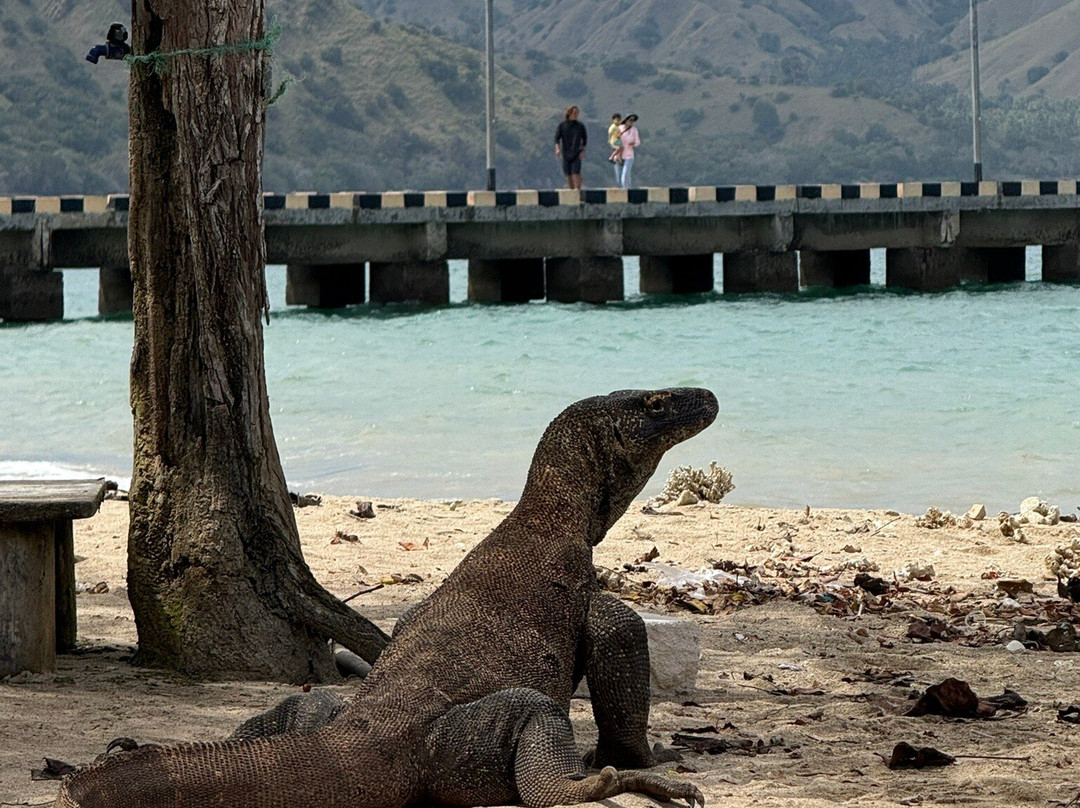 Komodo Eco Tour-科莫多必去景点
