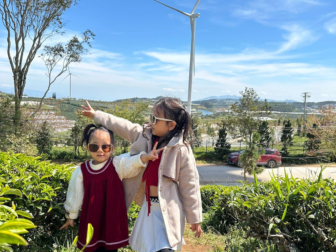 Cau Dat Tea Hill-大勒必去景点