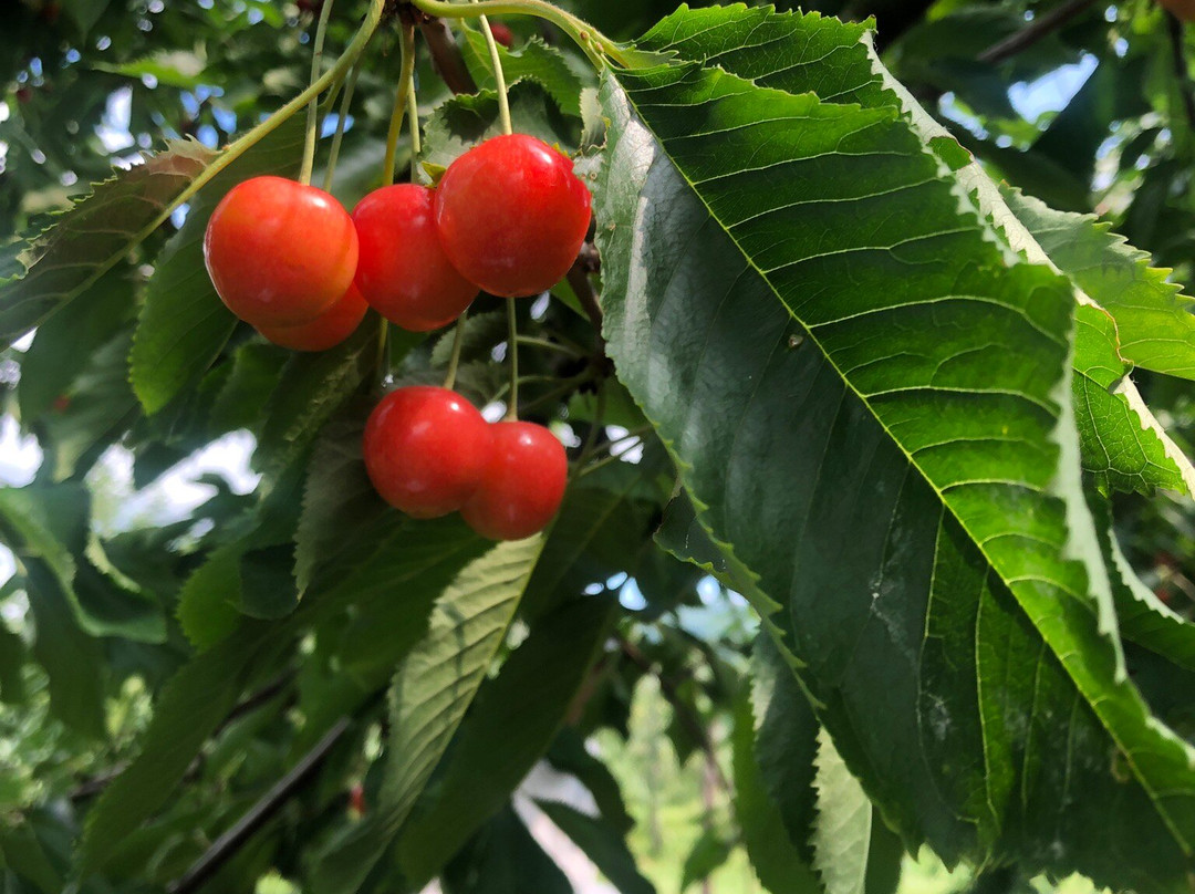 Fujimori Orchards-壮瞥町必去景点