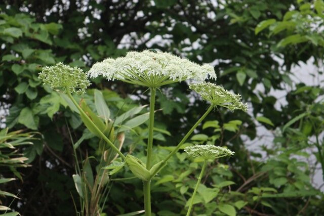 Otatomari Swamp-利尻富士町必去景点