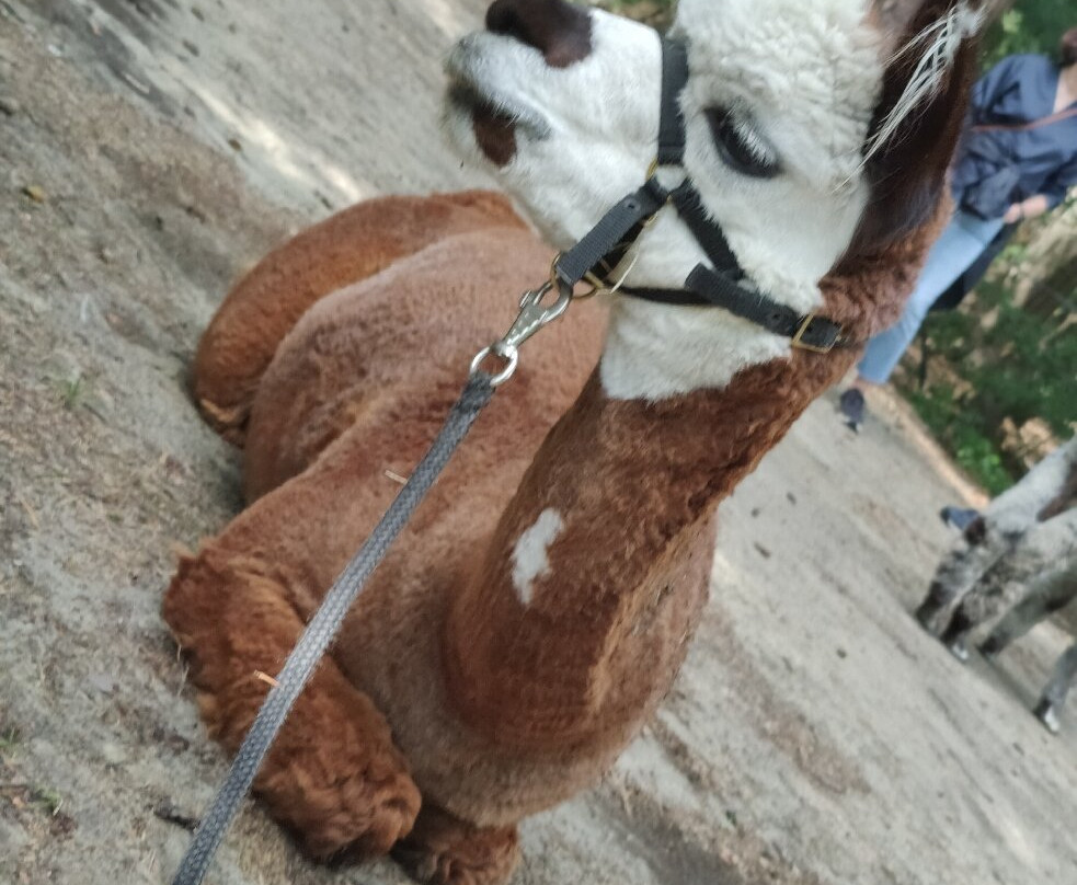 Sunset Alpaca-Ruiselede必去景点