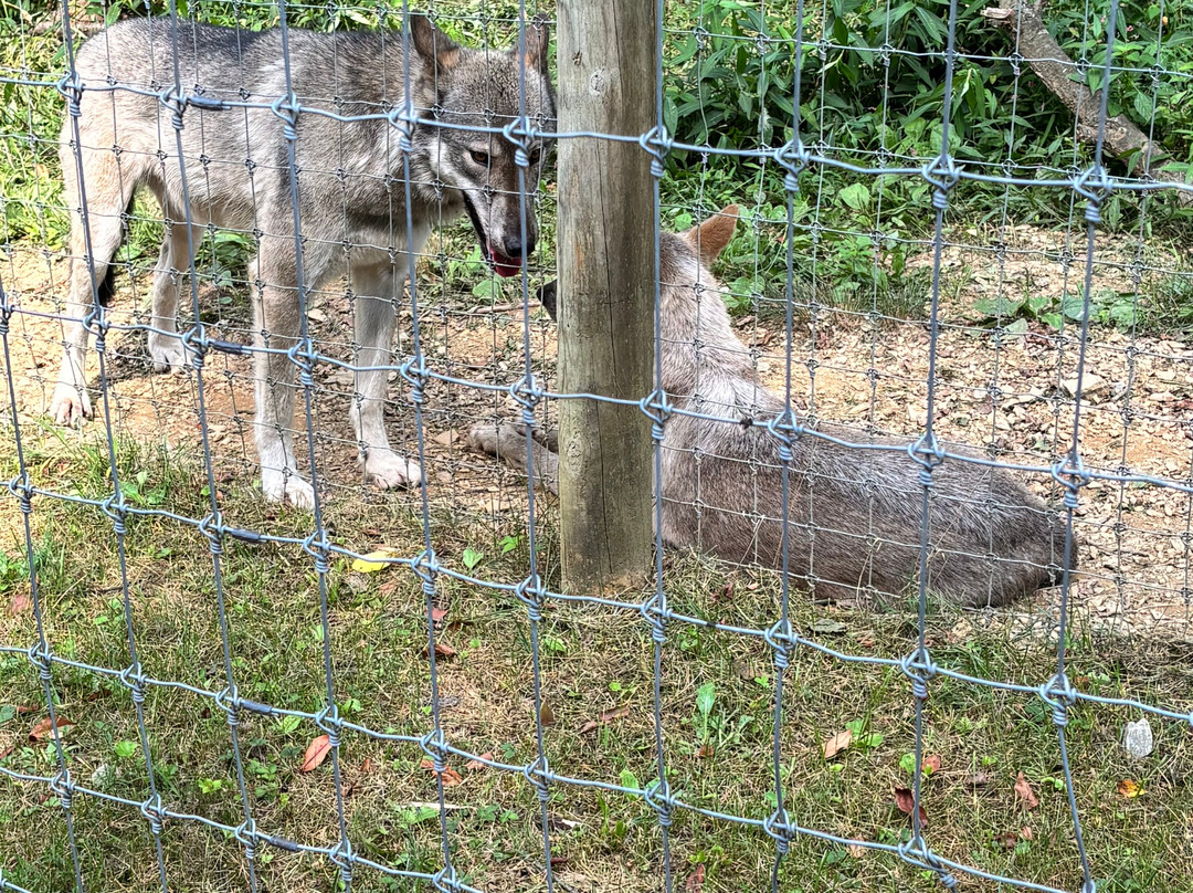 Wolf Sanctuary of PA-利蒂茨必去景点