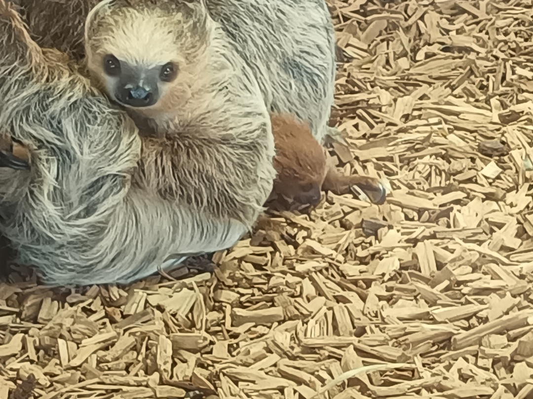 Parc Animalier d'Auvergne-Ardes必去景点