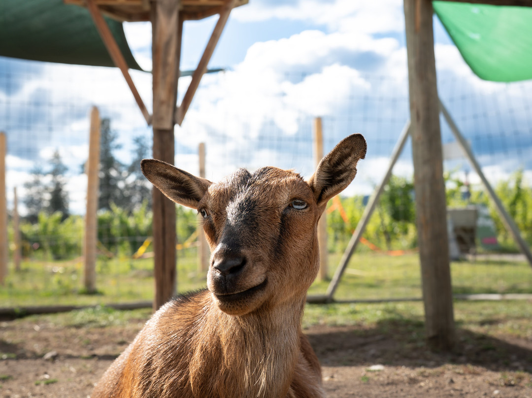 Off The Grid Organic Winery-西基隆拿必去景点