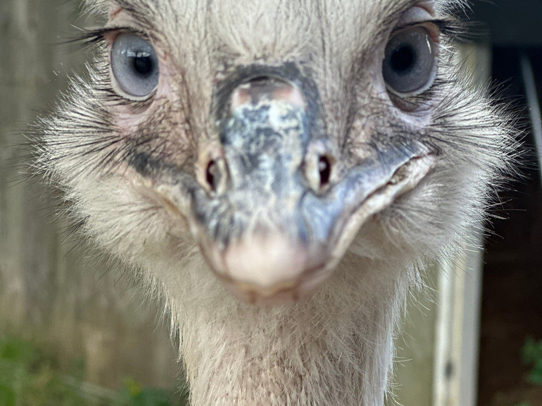 Pangea Park-Bjaeverskov必去景点