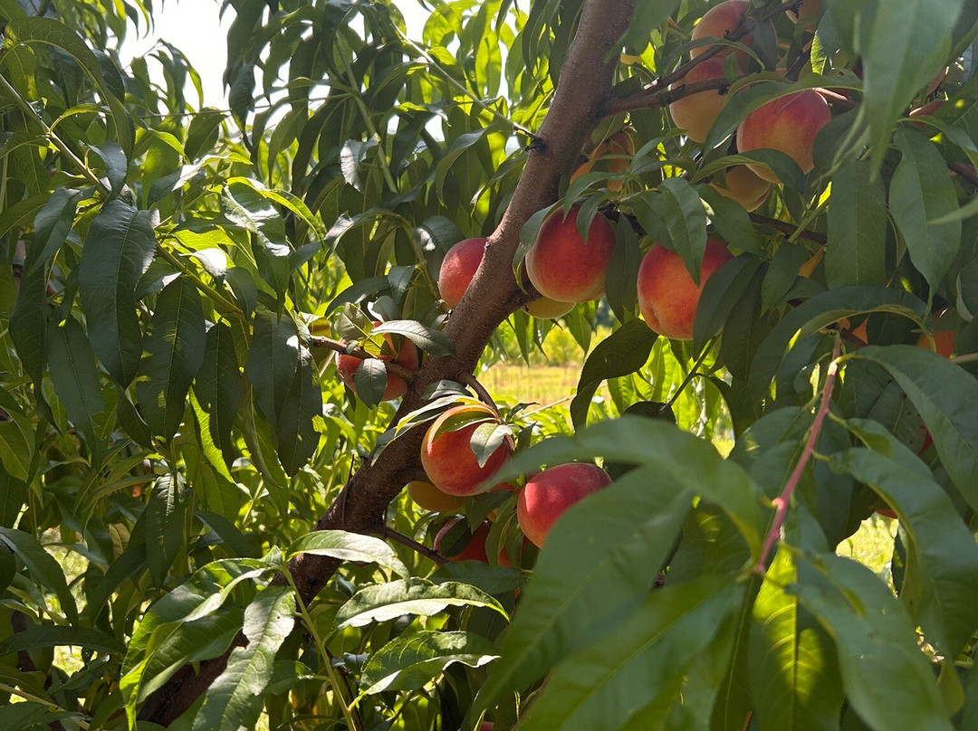 Prospect Hill Orchards-Milton必去景点