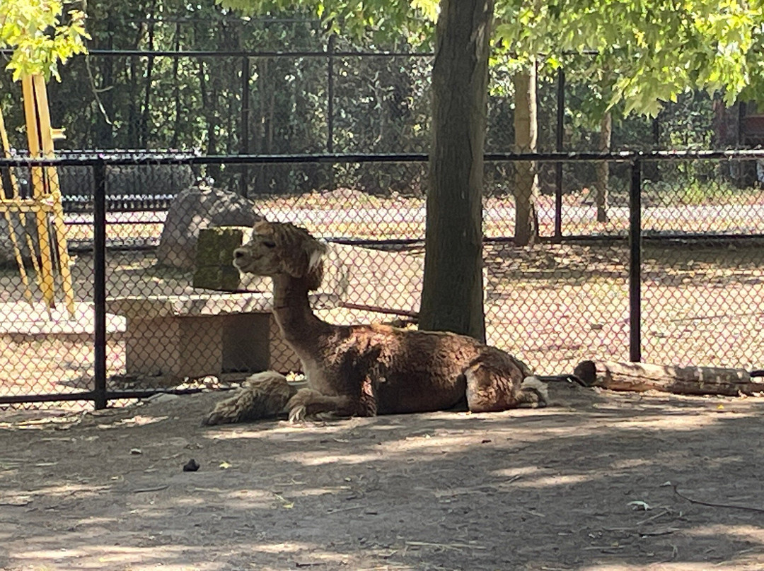 Riverview Park & Zoo-彼得伯勒必去景点