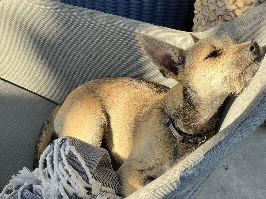 Wet Noses Rescue-Corral del Risco必去景点