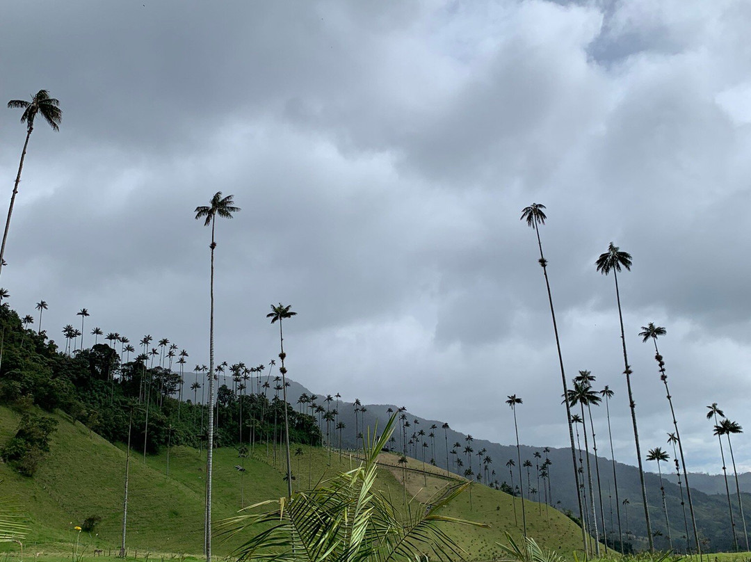 Valle De Cocora-萨伦托必去景点