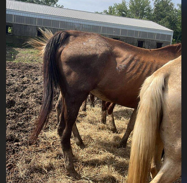 Muddy Water Equestrian Park-Mount Healthy必去景点