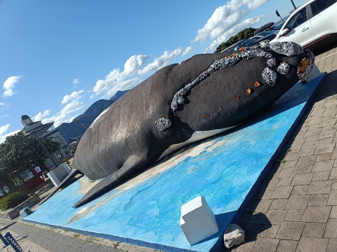 Hermanus Waterfront-赫曼努斯必去景点