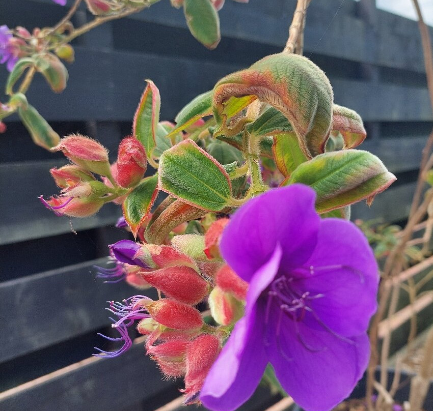 Oranjerie De Groene Parel Den Helder-登海尔德必去景点