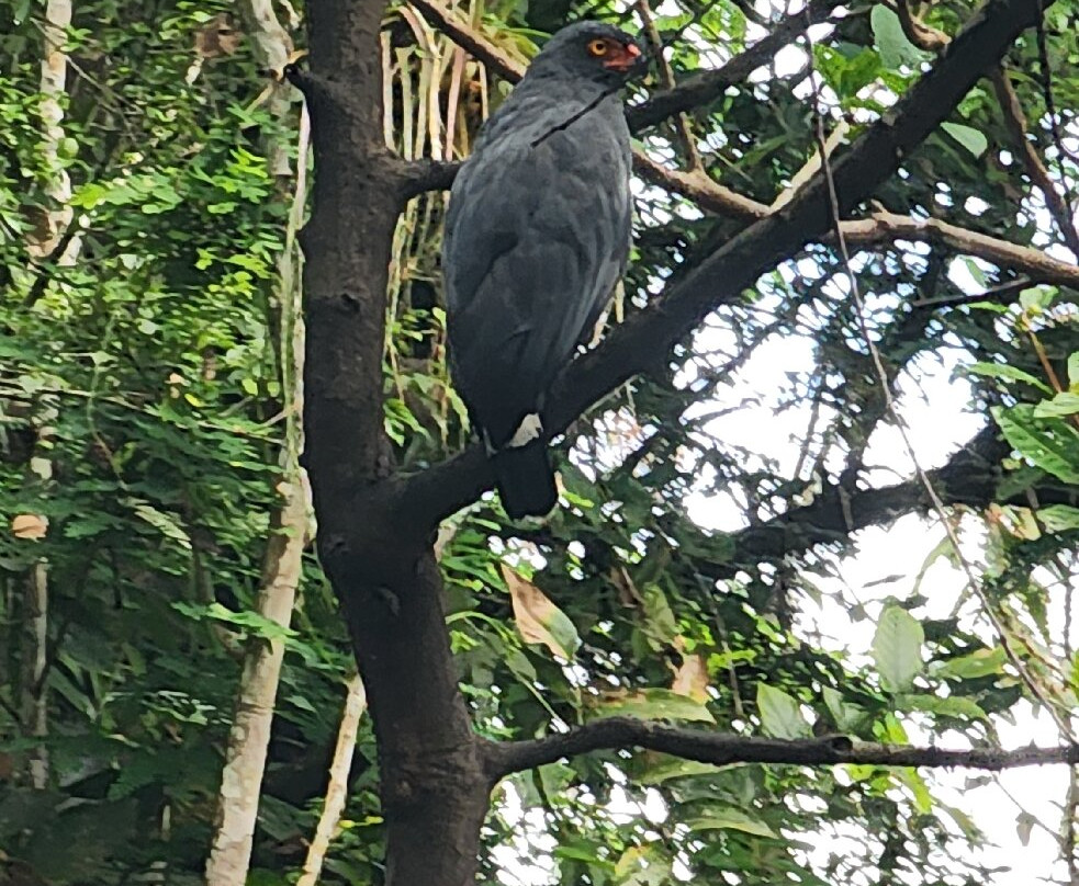 Amazon Golden Snake-伊基托斯必去景点